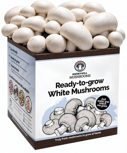 White mushroom growing kit - mushroom,