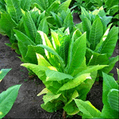 Harrow velvet tobacco - velvet,
