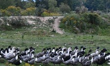 10 Fertile Swedish Duck