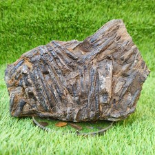 Large Belemnite battlefield/