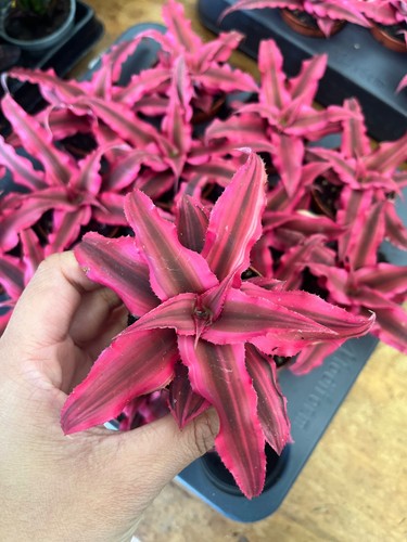 Ryptanthus bivittatus rubin - ryptanthus,