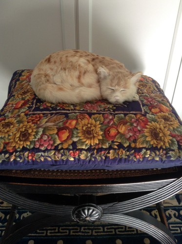 Freddy nauticalia ships cat - ships,