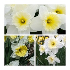 Ice Follies Daffodil Flower Bulbs. Beautiful White display of Spring Flowers.