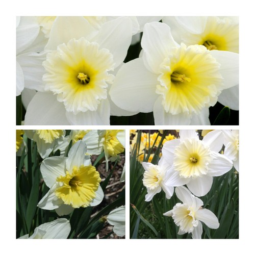 Ice follies daffodil flower - ice,