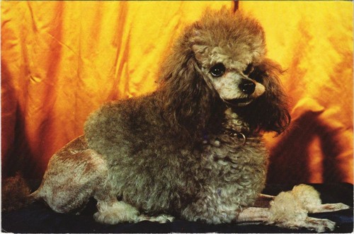 Cpa caniche dog - ak, (1178290)