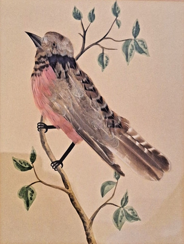 Pink finch real feathers - pink,