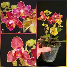 Mini Phalaenopsis Rare