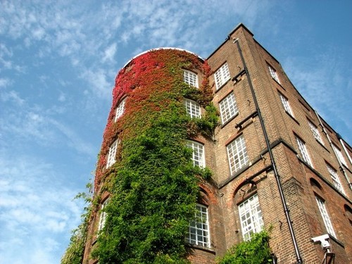 Photo 6x4 virginia creeper - photo,