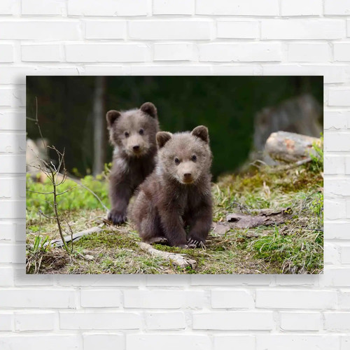 Adorable bear cubs play wild - bear,