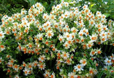 Pereskia aculeata, EXOTIC