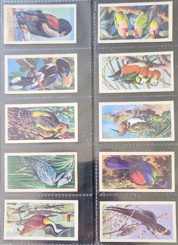 Tropical birds tea - tropical, full