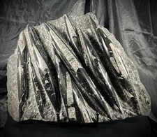 Large orthoceras slab - 11.5",