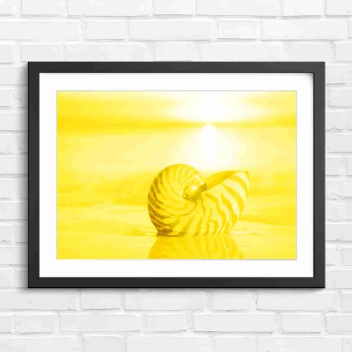Nautilus shell sunset - shell, beach