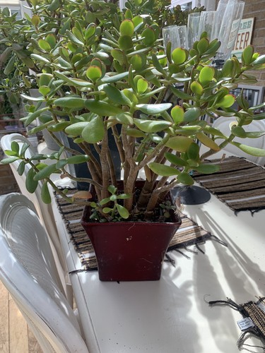 Giant lucky money jade - lucky,