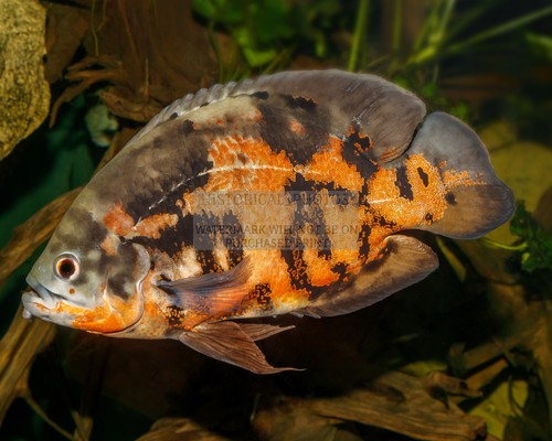 Oscar fish karlsruhe zoo - oscar,
