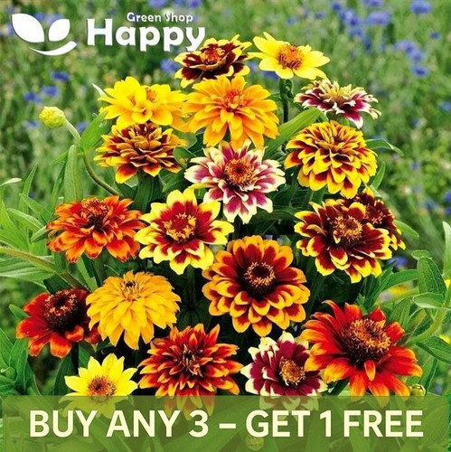 Old mexico dwarf zinnia - old,