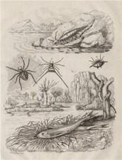 Eolide (Aeolidioidea - sea