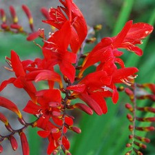 20 X SEEDS RED CROCOSMIA
