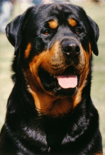 Rottweiler jumbo fridge magnet - jumbo,