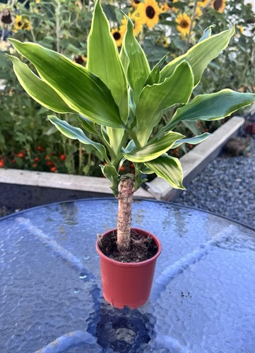 Dracaena fragrans - dracaena, –