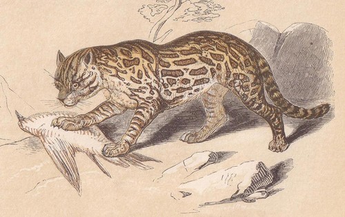 1851 ocelot print antique - ocelot,