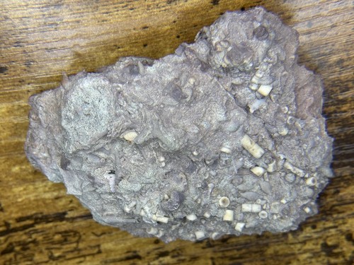 Fossil crinoid matrix texas - fossil,
