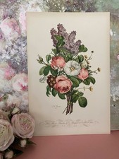 Antique Redoute Prevost French