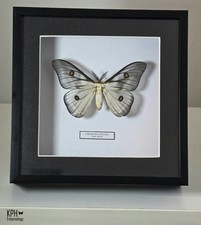 The Ghostly Silk Moth