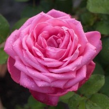 Rose Mon Petit Chou, 4L Pot