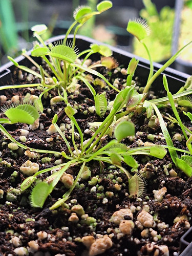 Venus flytrap live - flytrap,