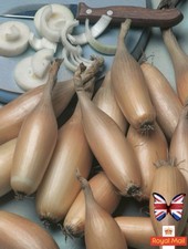 ONION  100 SEEDS “Echaliot