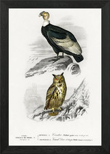 Different Types Of Birds I