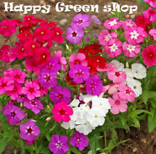 PHLOX CECILY DWARF - 300 seeds