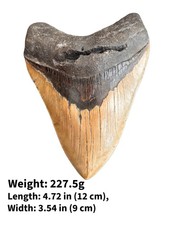 Authentic Megalodon Shark Tooth Fossil – Genuine Fossilized Shark Tooth