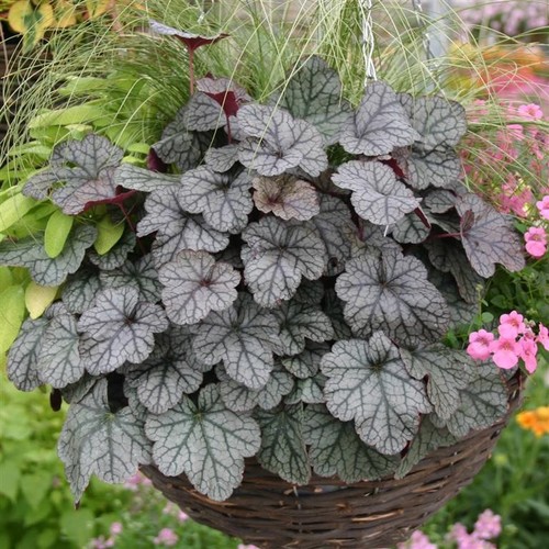 Heuchera sugar frosting 5 - –,