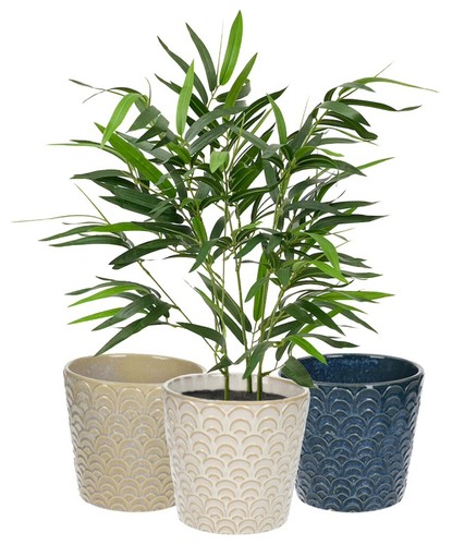 Indoor ceramic plant - plant, pot