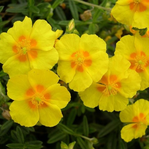 Helianthemum plug plants