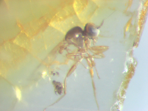 Pliocene amber kenya africa - pliocene,