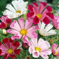Cosmos Seashells Mixed, Magical, 200 Seeds, Grow Dancing Flowers, Bees Love Them