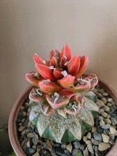 6 cm Rare plant Ariocarpus Fis Hybird ' Pink Godzilla' WYSIWYG - grafted