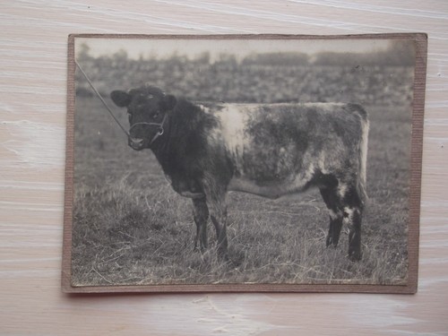 Beef shorthorn breed bull - beef,