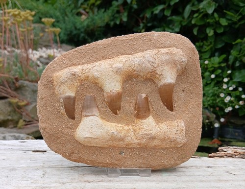 Fossil mosasaur jaw dinosaur - fossil,
