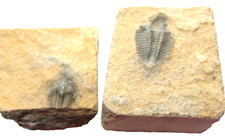 Cambrian Trilobite fossil