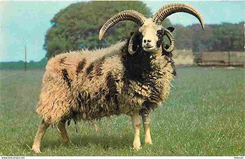 Postcard animals sheep - -,