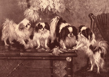 JAPANESE CHIN DOG GREETING
