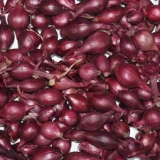 Onion Sets , Red Karmen