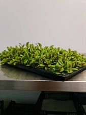 Hydroponic Growing Tray -