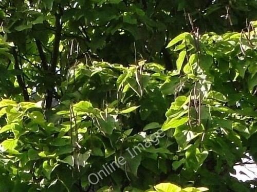 Photo 6x4 indian - indian, tree