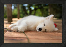 Puppy Samoyed dog Framed Wall