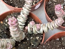 Crassula Marneriana Variegated